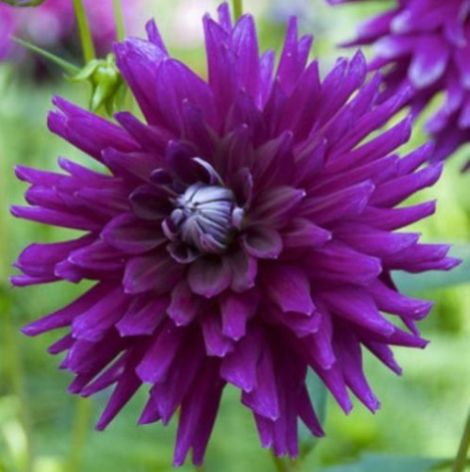 Dahlia_Purple gem (cactus)