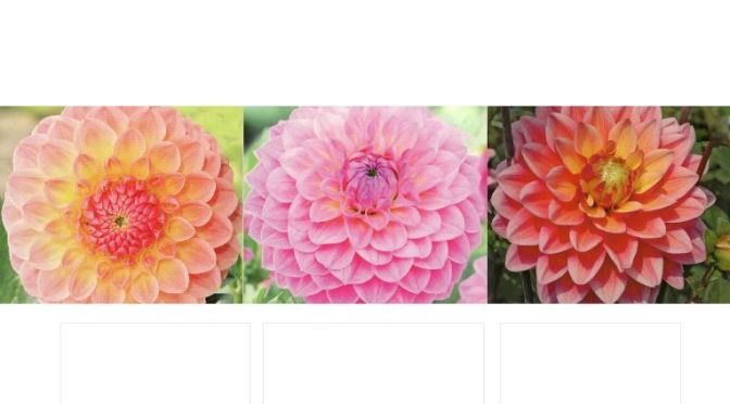 Product review – “garden4less” 3 dahlia tubers (Natalie G, Linda’s Baby, Chocolate & Candy)
